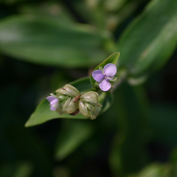 หญ้าปักกิ่ง Murdannia loriformis<br/>COMMELINACEAE